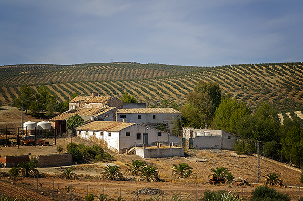 Olivenhain, Andalusien, Spanien